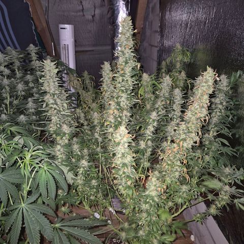 Biscotti (56-70bt) growlog timeline photo