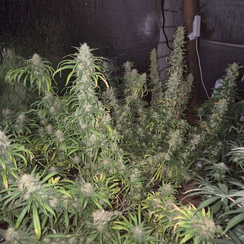 Afghani #1 (45-50bt) growlog timeline photo