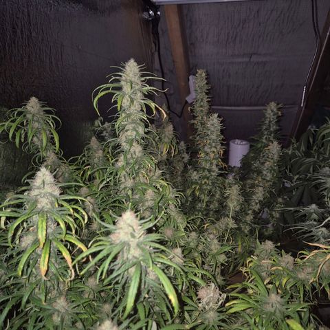 Afghani #1 (45-50bt) growlog timeline photo