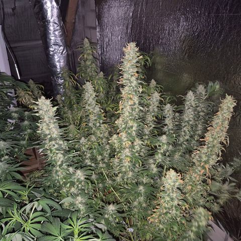 Biscotti (56-70bt) growlog timeline photo