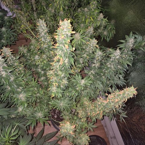 Biscotti (56-70bt) growlog timeline photo