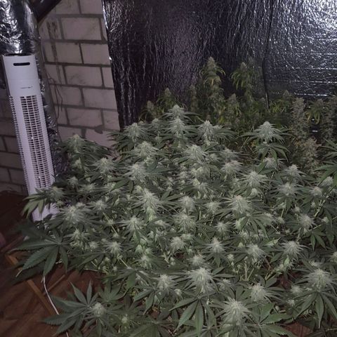 WTF- Königin Mimosa evo 👑👑👑 (65-70bt) growlog timeline photo