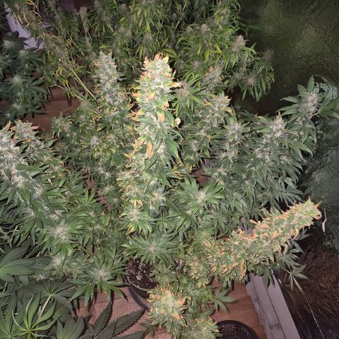 Biscotti (56-70bt) growlog timeline photo