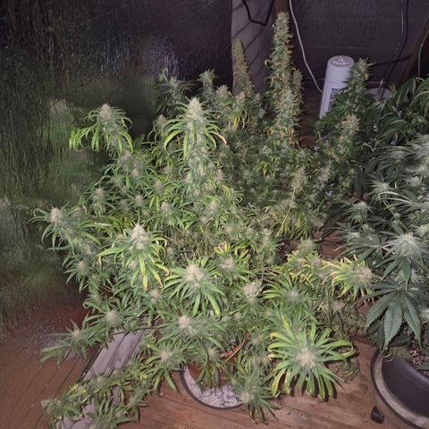 Afghani #1 (45-50bt) growlog timeline photo