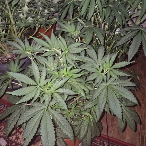 ICE 💚🧊 (63-70bt) growlog photo: Wächst gut! Sieht in echt schöner aus!❤️