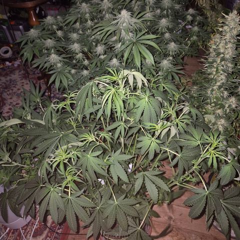 Ice cream cake 🍰 & permanent marker🖊(65-73bt) growlog photo: 👌