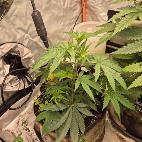 Mimosa evo stecki  🍊🍋🍍 (65-70bt) growlog timeline photo