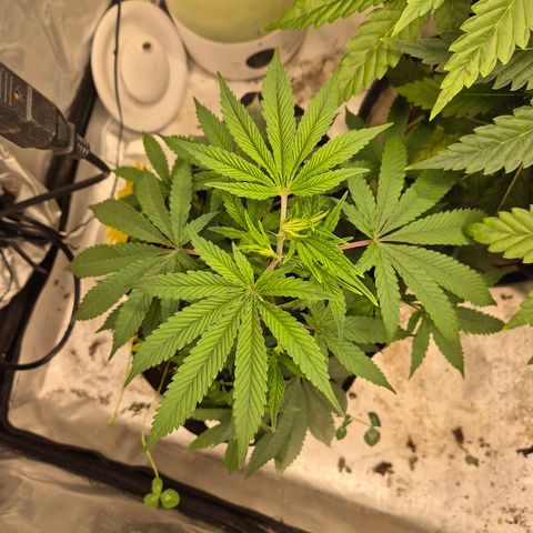 Mimosa evo stecki  🍊🍋🍍 (65-70bt) growlog timeline photo