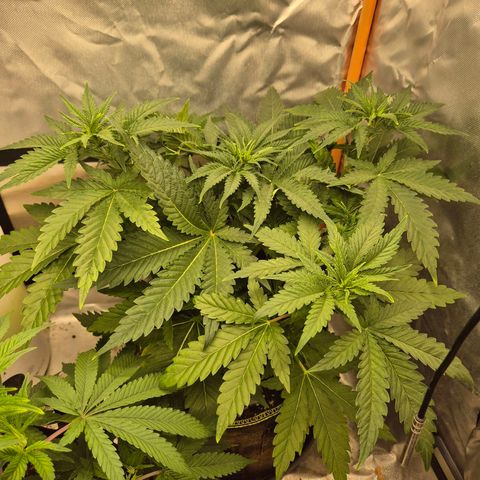 Tangerine dream 🌴 (60-65bt)  growlog timeline photo