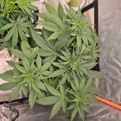 Tangerine dream 🌴 (60-65bt)  growlog timeline photo