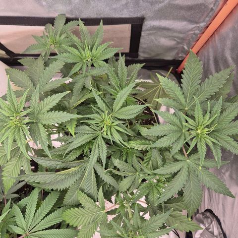 Tangerine dream 🌴 (60-65bt)  growlog timeline photo