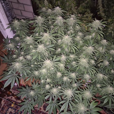 WTF- Königin Mimosa evo 👑👑👑 (65-70bt) growlog timeline photo