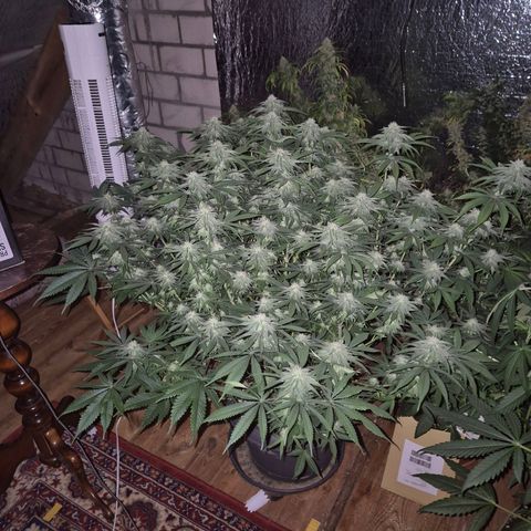 WTF- Königin Mimosa evo 👑👑👑 (65-70bt) growlog timeline photo
