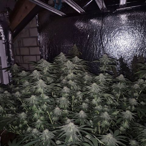 WTF- Königin Mimosa evo 👑👑👑 (65-70bt) growlog timeline photo
