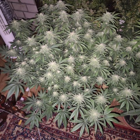 WTF- Königin Mimosa evo 👑👑👑 (65-70bt) growlog timeline photo