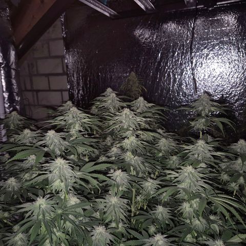 WTF- Königin Mimosa evo 👑👑👑 (65-70bt) growlog timeline photo