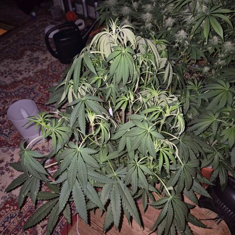 Ice cream cake 🍰 & permanent marker🖊(65-73bt) growlog photo: Hmmm...🤔