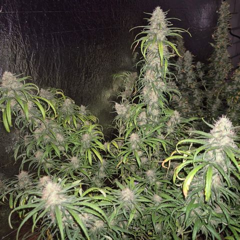 Afghani #1 (45-50bt) growlog timeline photo
