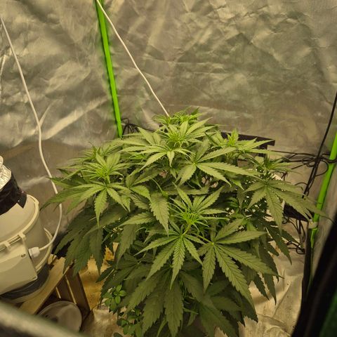 LSD auto (63-70 Tage ab Keimung) growlog timeline photo