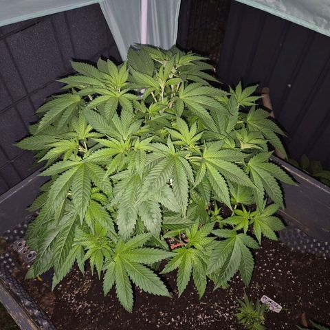 💚Bubba kush 🦝 (56-63 BT) growlog timeline photo