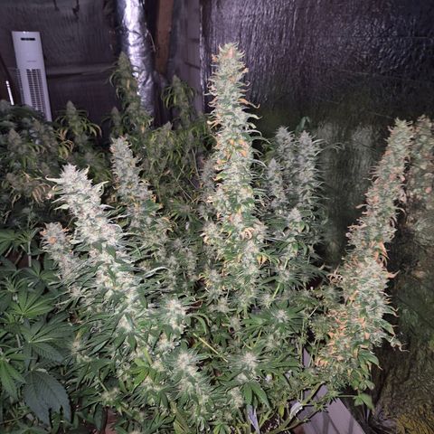 Biscotti (56-70bt) growlog timeline photo