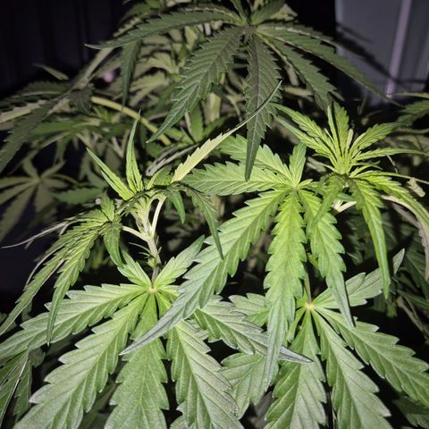 💚CHOCOLOPE 🍫 ☕️auto (56-63 BT) growlog timeline photo