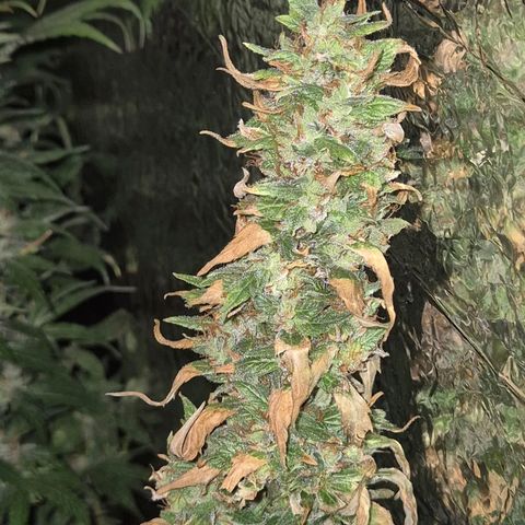 Biscotti (56-70bt) growlog timeline photo