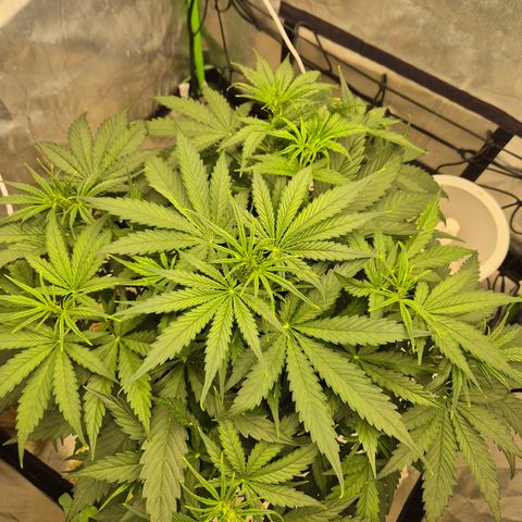 LSD auto (63-70 Tage ab Keimung) growlog timeline photo