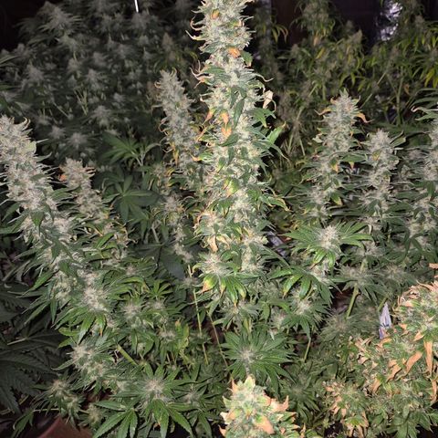 Biscotti (56-70bt) growlog timeline photo