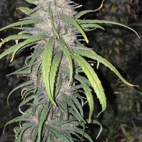 Afghani #1 (45-50bt) growlog timeline photo