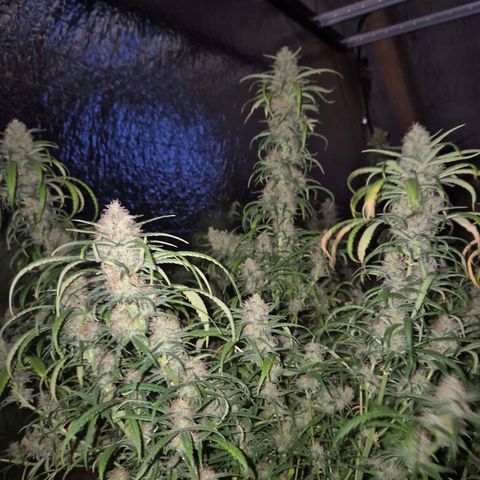 Afghani #1 (45-50bt) growlog timeline photo