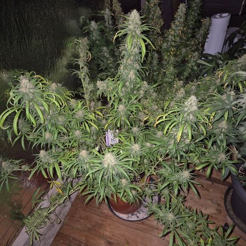 Afghani #1 (45-50bt) growlog timeline photo