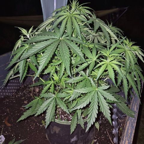 💚CHOCOLOPE 🍫 ☕️auto (56-63 BT) growlog timeline photo