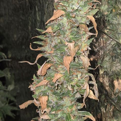 Biscotti (56-70bt) growlog timeline photo