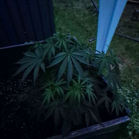 💚CHOCOLOPE 🍫 ☕️auto (56-63 BT) growlog timeline photo