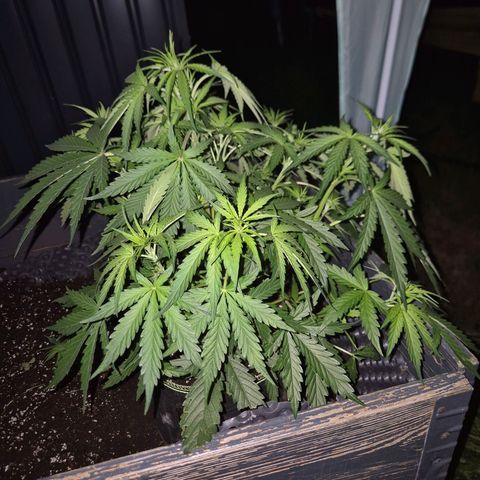 💚CHOCOLOPE 🍫 ☕️auto (56-63 BT) growlog timeline photo