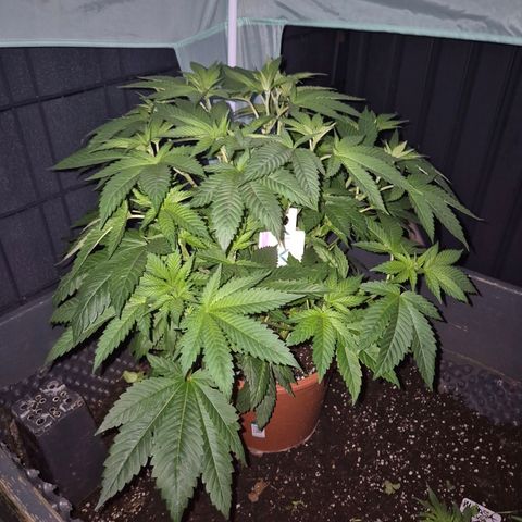 💚Bubba kush 🦝 (56-63 BT) growlog photo: Wie geil die schon duftet🤩🤩🤩💚