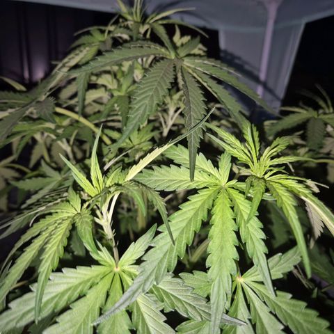 💚CHOCOLOPE 🍫 ☕️auto (56-63 BT) growlog timeline photo