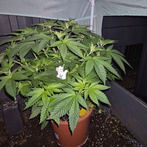 💚Bubba kush 🦝 (56-63 BT) growlog photo: Wie geil die schon duftet🤩🤩🤩💚