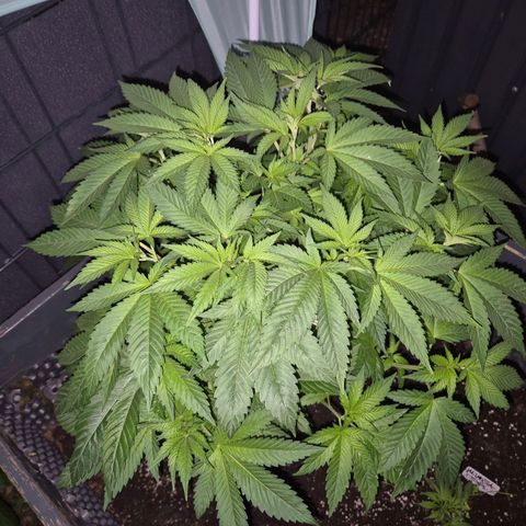 💚Bubba kush 🦝 (56-63 BT) growlog timeline photo