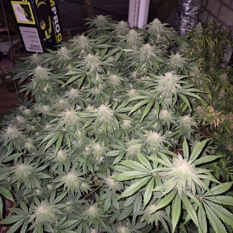 WTF- Königin Mimosa evo 👑👑👑 (65-70bt) growlog timeline photo