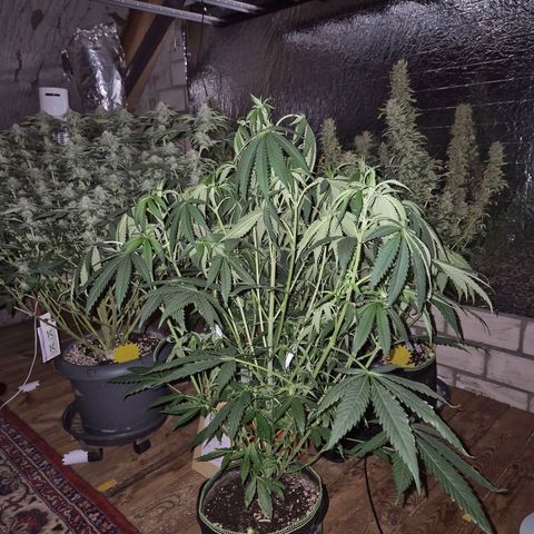 Ice cream cake 🍰 & permanent marker🖊(65-73bt) growlog timeline photo
