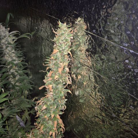 Biscotti (56-70bt) growlog timeline photo