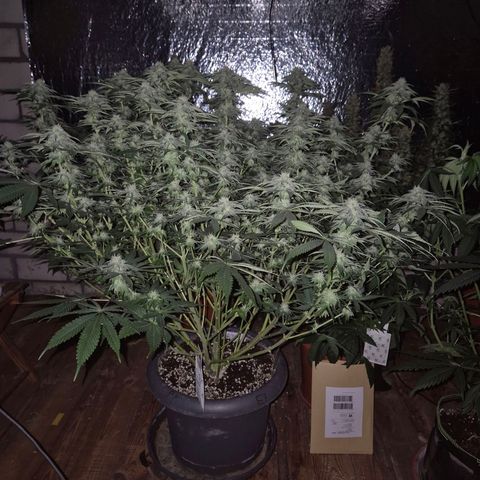 WTF- Königin Mimosa evo 👑👑👑 (65-70bt) growlog timeline photo