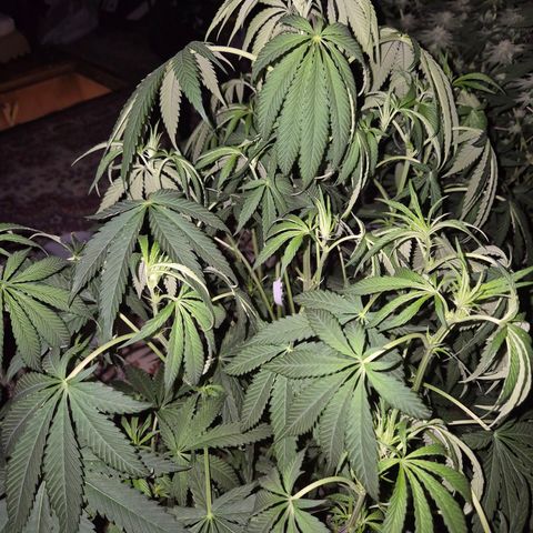 Ice cream cake 🍰 & permanent marker🖊(65-73bt) growlog timeline photo
