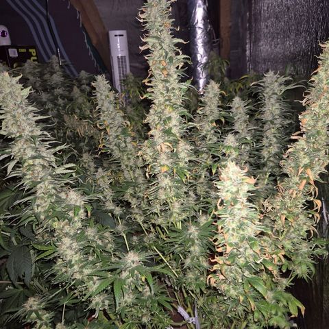 Biscotti (56-70bt) growlog timeline photo