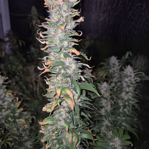 Biscotti (56-70bt) growlog timeline photo