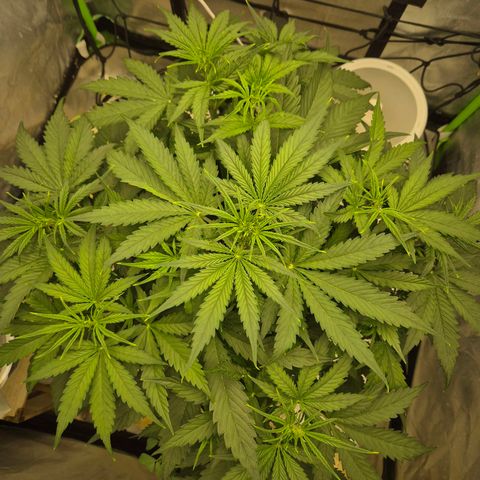 LSD auto (63-70 Tage ab Keimung) growlog timeline photo