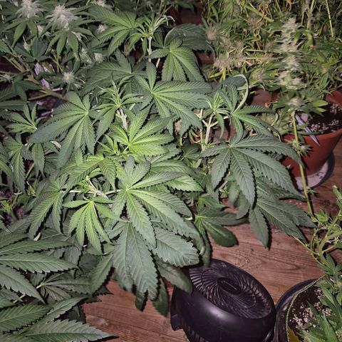 ICE 💚🧊 (63-70bt) growlog timeline photo