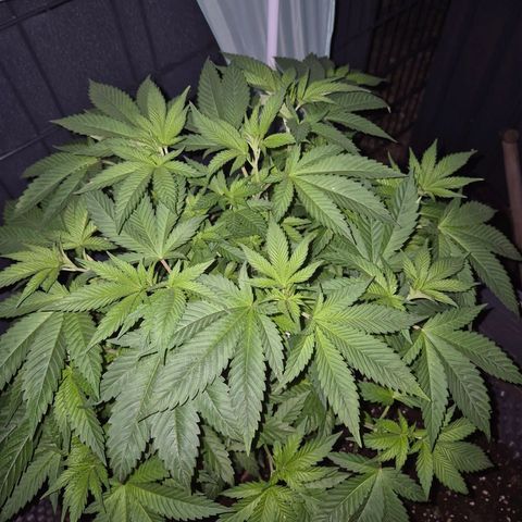💚Bubba kush 🦝 (56-63 BT) growlog timeline photo